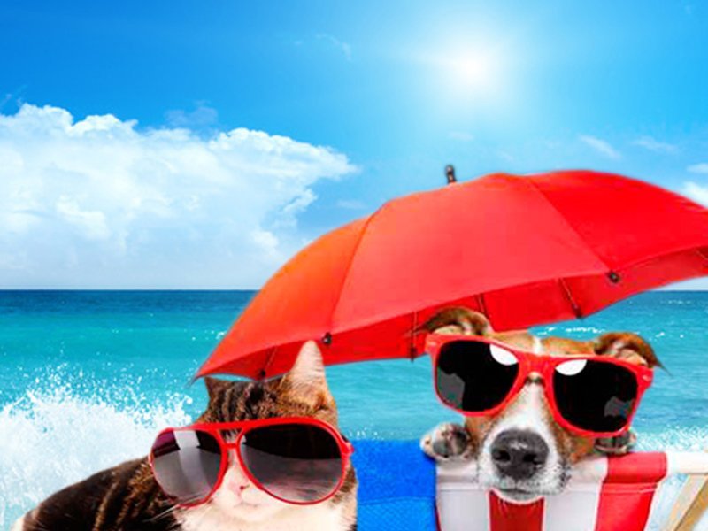 Vacaciones con tu Mascota Hotel Magic Cristal Park Benidorm Vacaciones con tu Mascota Hotel Magic Cristal Park Benidorm