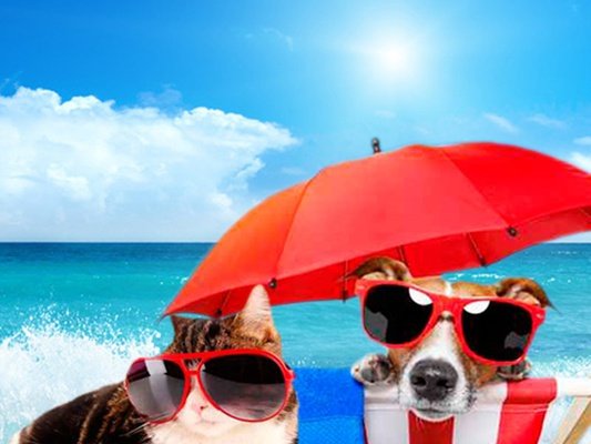 Vacaciones con tu mascota hotel magic cristal park benidorm Vacaciones con tu mascota hotel magic cristal park benidorm